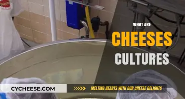 Understanding Cheese Cultures: Essential Microbes Behind Flavor and Texture