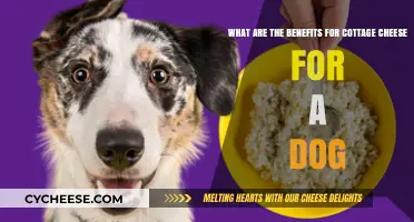 Cottage Cheese for Dogs: Surprising Health Benefits and Safe Serving Tips