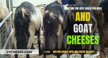 Mastering Milk and Cheese: Top Goat Breeds for Optimal Results