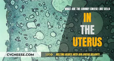 Cheese-Like Cells: Uterine Secrets Unveiled