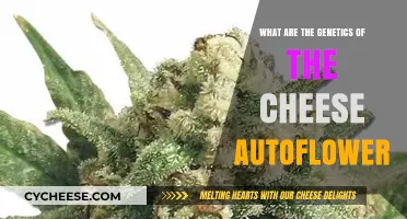 Unraveling the Genetic Secrets of Cheese Autoflower Cannabis Strains
