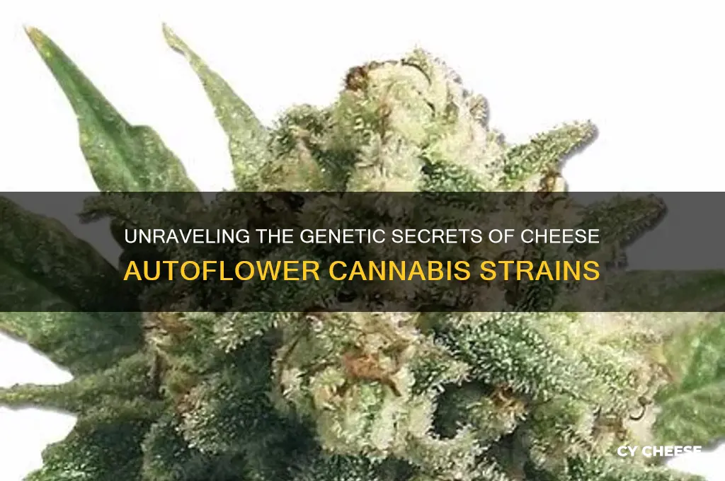 what are the genetics of the cheese autoflower
