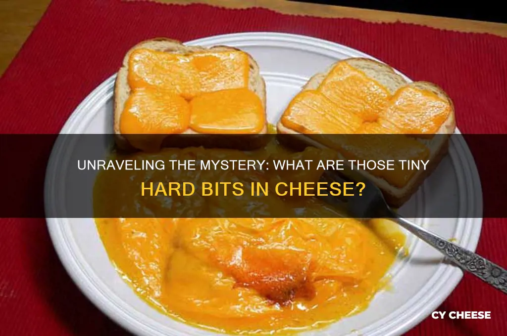 what are the little hard bits in cheese called