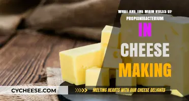 Propionibacterium's Key Roles in Cheese Making: A Detailed Overview