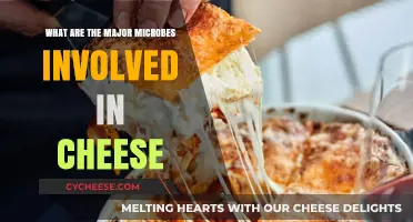 Key Microbes Behind Cheese Flavor, Texture, and Aroma Explained