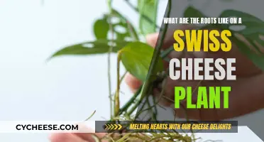Exploring Swiss Cheese Plant Roots: An Intricate Network