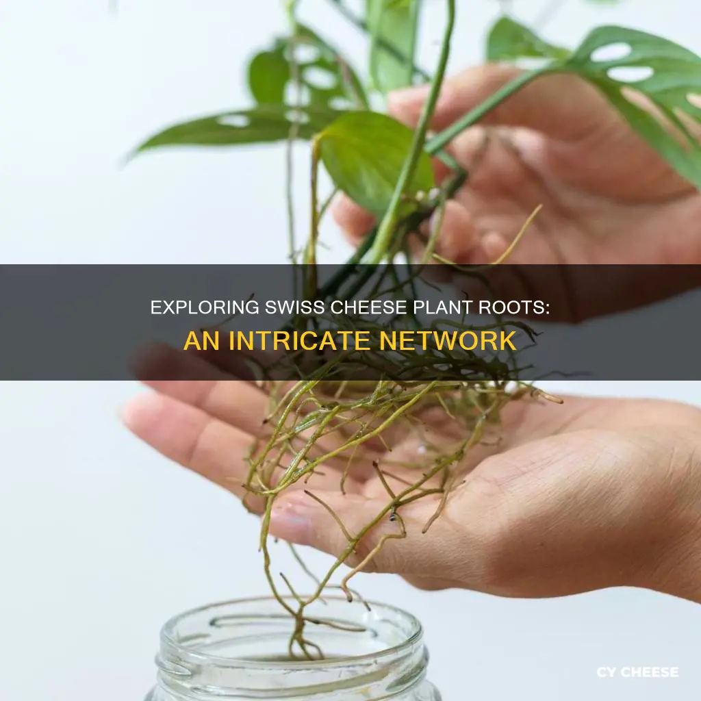 what are the roots like on a swiss cheese plant