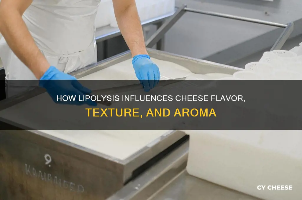 what aspects of cheese are affected by lipolysis