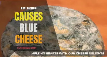Blue Cheese Delights: Unveiling the Bacteria Within