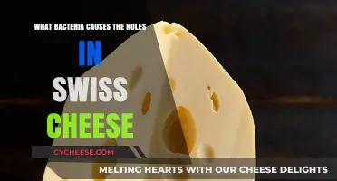Swiss Cheese Holes: Unraveling the Bacterial Mystery