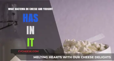 Unveiling the Beneficial Bacteria in Cheese and Yogurt: A Microbial Journey