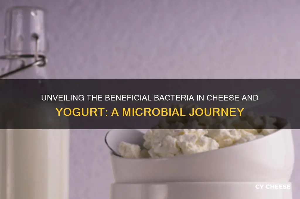 what bacteria do cheese and yougurt has in it