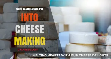 Cheese's Bacterial Friends: The Science Behind Deliciousness
