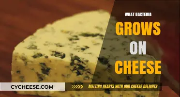 Unveiling the Microbial World: What Bacteria Grows on Cheese?