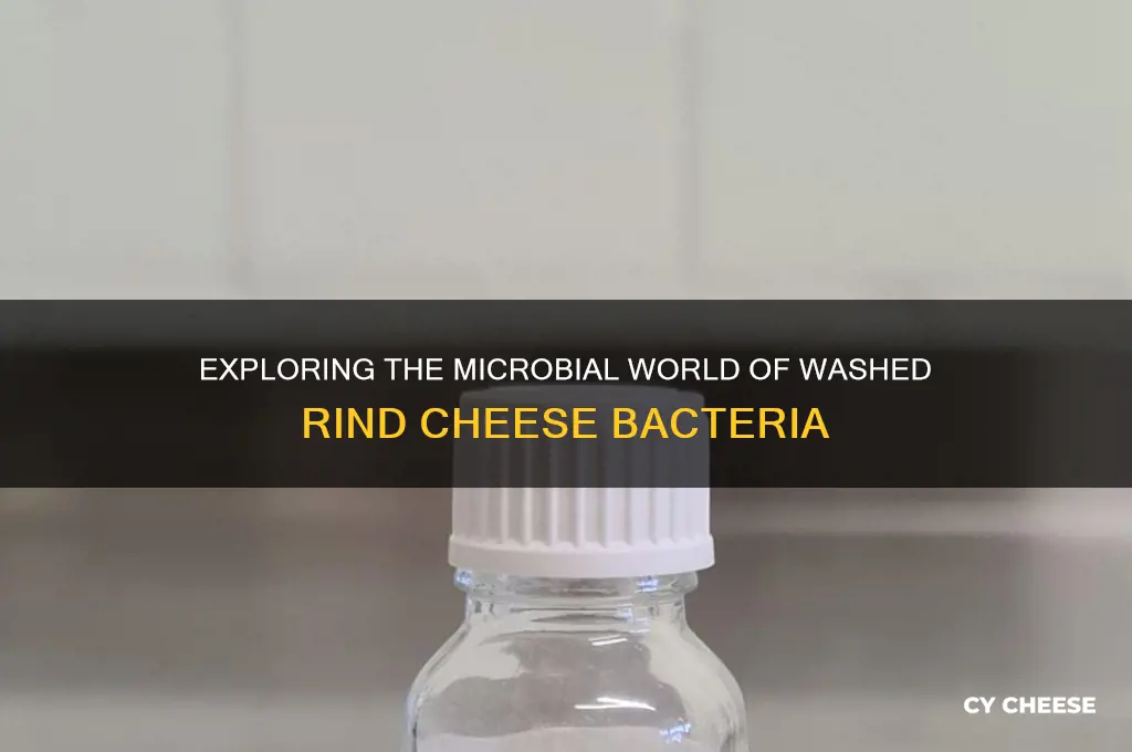 what bacteria is found on washed rind cheese