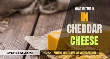 Unveiling Cheddar's Secret: The Bacteria Behind Its Flavor