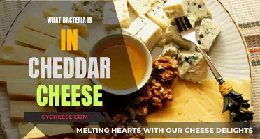 The Bacteria in Cheddar Cheese: A Detailed Look