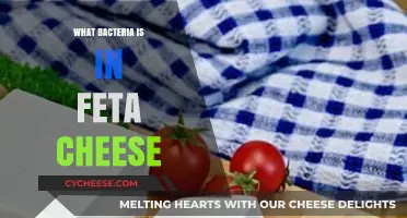 Feta Cheese: A Tasty Home for Bacteria