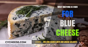 Blue Cheese Bacteria: Unlocking the Flavor Mystery
