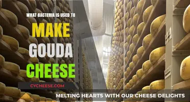 Gouda's Bacterial Buddies: Unveiling the Cheese's Secret