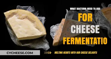 Cheese Fermentation: What Bacteria Strains Are Needed?