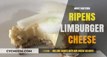 Bacteria Behind Limburger Cheese's Unique Ripening Process Revealed