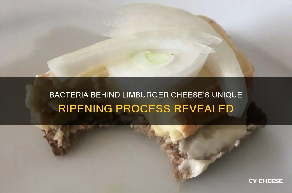 what bacteria ripens limburger cheese