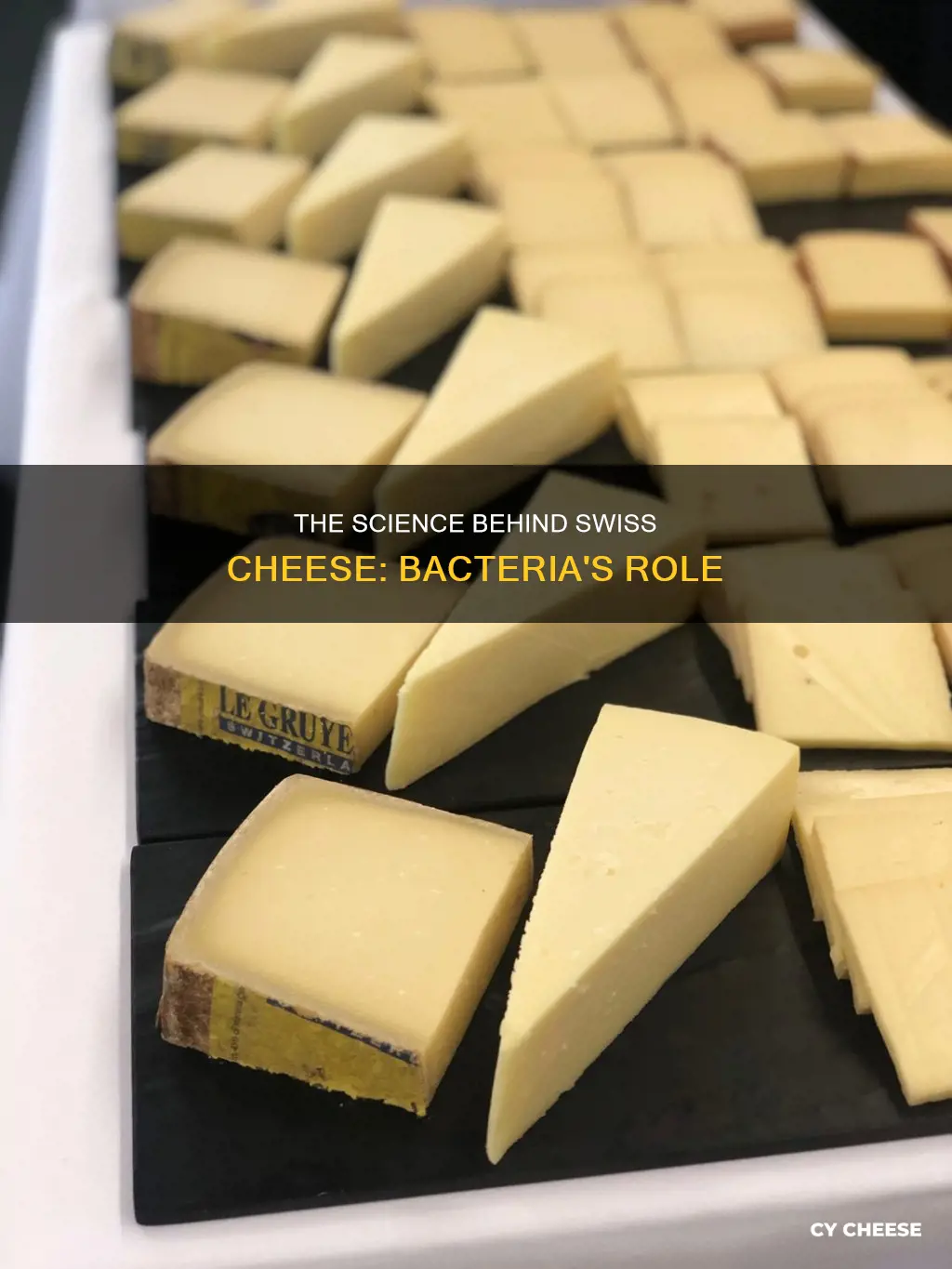 what bacteria ripens swiss cheese