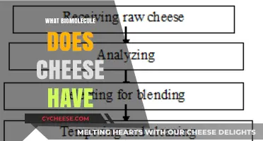 Exploring Cheese's Biomolecular Composition: Proteins, Fats, and Beyond