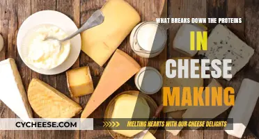 Unveiling the Enzymatic Magic: How Proteins Break Down in Cheese Making