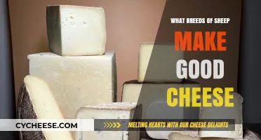 Best Sheep Breeds for Artisan Cheese Production: A Guide