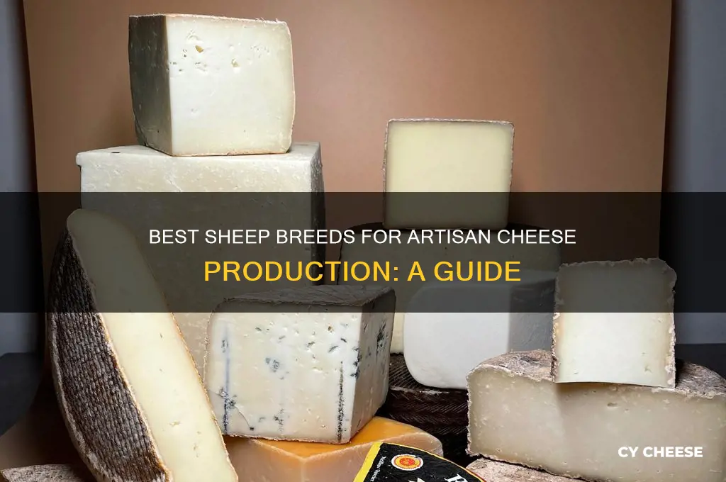 what breeds of sheep make good cheese