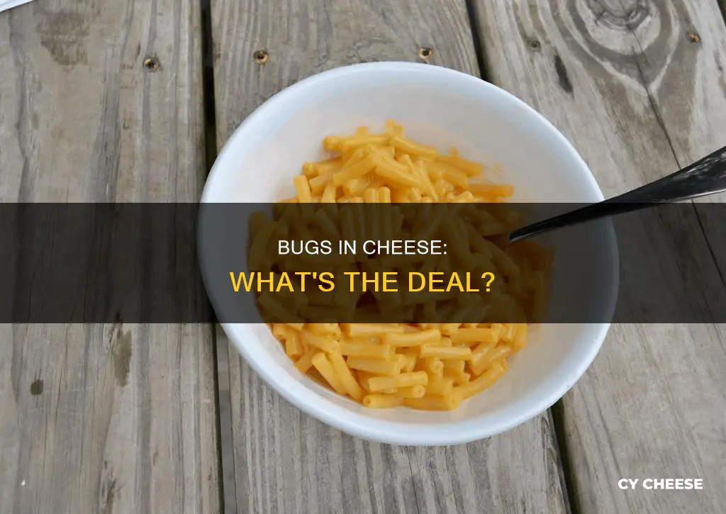 what bugs are put into cheese
