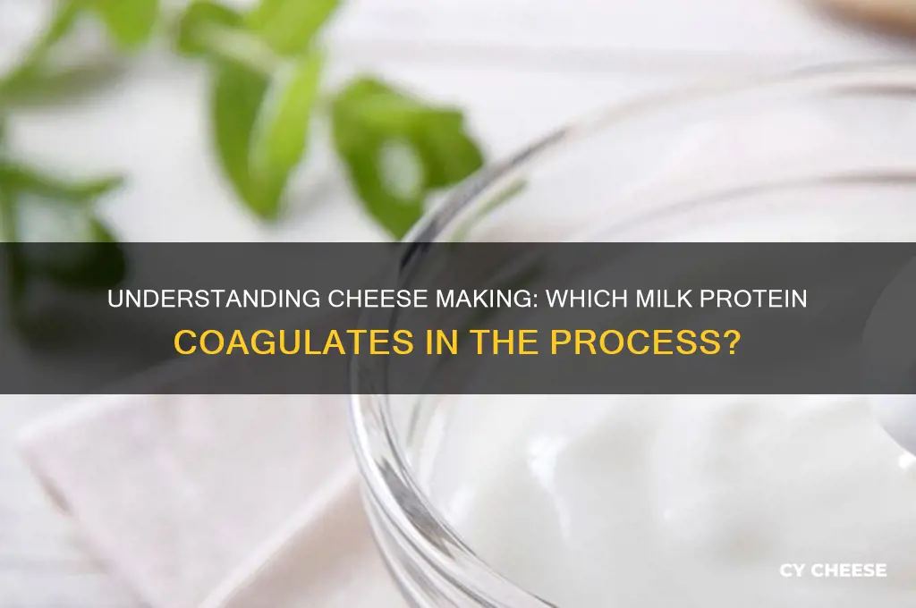 what category of milk protein is coagulated in cheese making