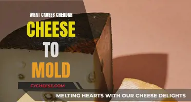 The Science of Cheddar Mold: Uncovering the Causes