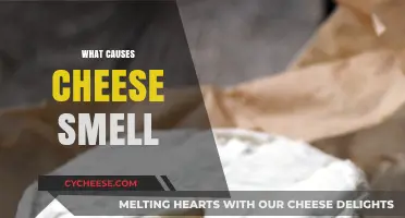 Unraveling the Science Behind Why Cheese Smells So Distinctive