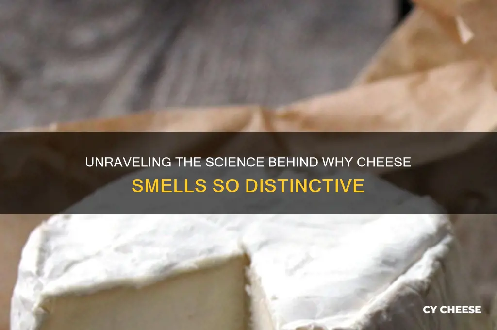 what causes cheese smell