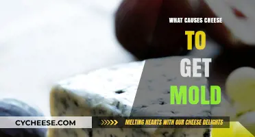 Moldy Cheese: Understanding the Fungal Intrusion