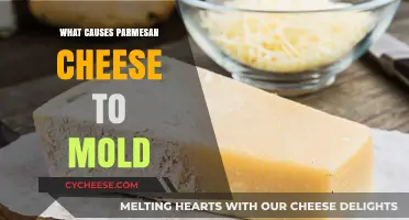 Moldy Parmesan: The Science Behind the Cheese's Defense Mechanism