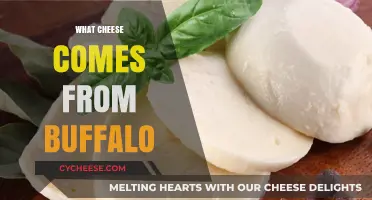 Buffalo Milk Cheese: Discovering Mozzarella di Bufala and Beyond