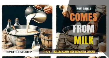 From Milk to Cheese: Exploring Dairy's Delicious Transformations