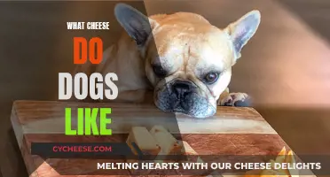 Cheese for Dogs: Which Types Are Safe?