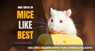 Mice's Favorite Cheeses: A Tasty Exploration
