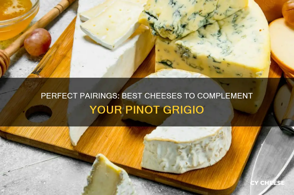 what cheese goes good with pinot grigio