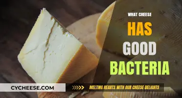 Probiotic Power: Discovering Cheeses Rich in Beneficial Live Bacteria