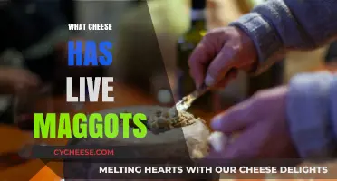 Live Maggots in Cheese: A Shocking Culinary Tradition Explained