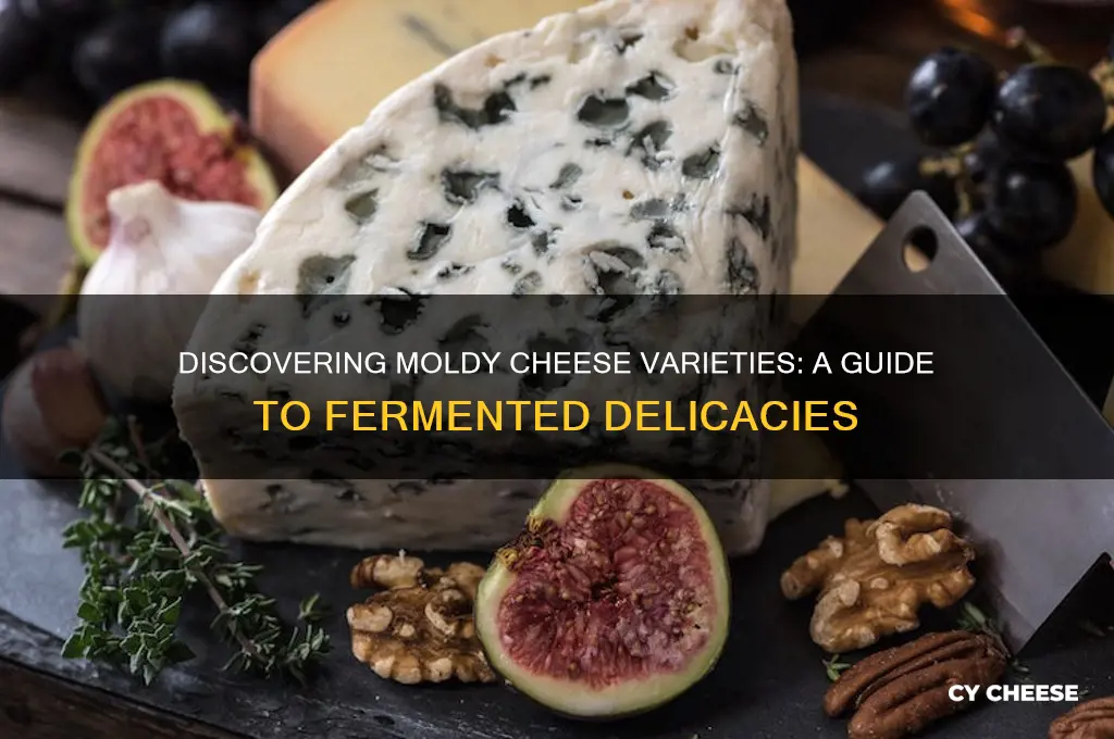 what cheese has mold