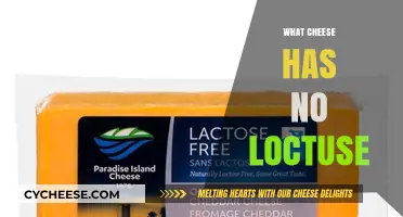 Lactose-Free Cheese Guide: Delicious Options for Sensitive Stomachs