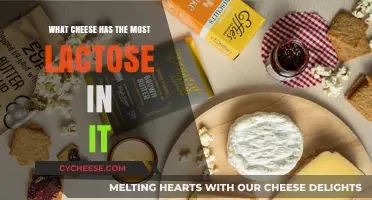 High-Lactose Cheese Guide: Which Varieties Contain the Most Lactose?