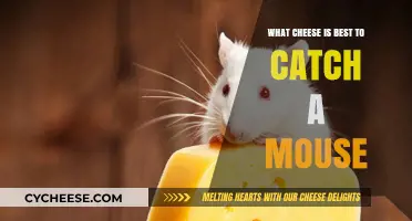 The Perfect Cheese to Lure Mice